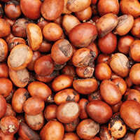 shea butter dries my skin